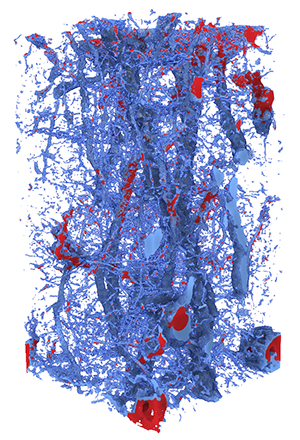 Blue and red lines, illustration.