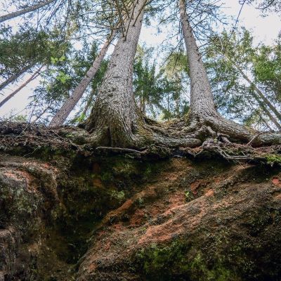 mark med träd. rötter i fokus.