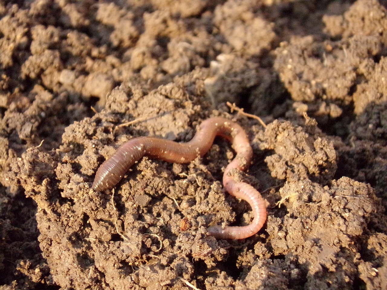 Earthworm in soil