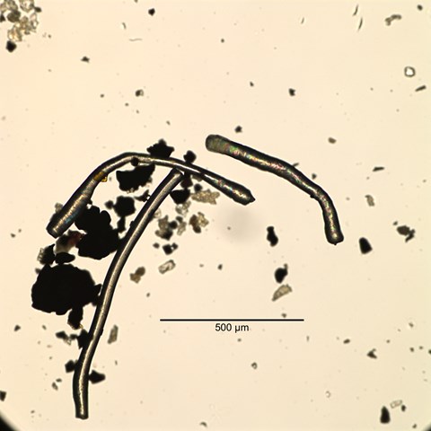 Mikroskopbild av mikroplaster