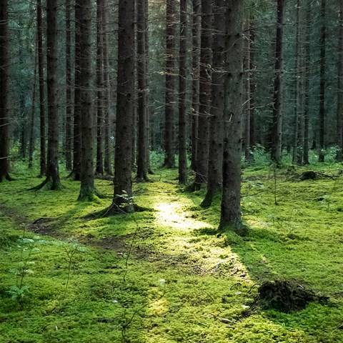 Forest and sunlight
