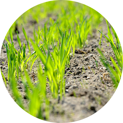 agricultural soil close up