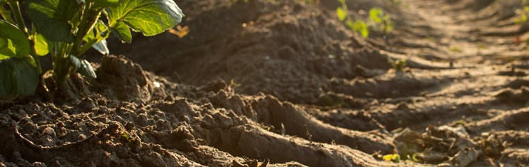 soil and crops in macro perspective