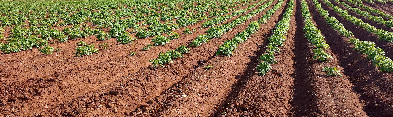 Potatisplantor växer i linjer på en åker. Foto.