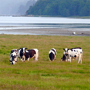 Kor betar vid en havsvik. Foto.