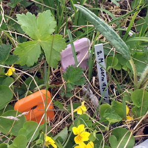 Lavells on the ground, photo.