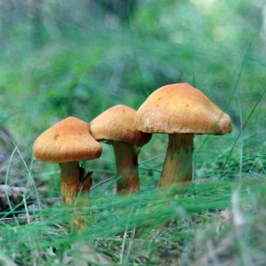 Tre bruna svampar i grönt gräs. Foto.