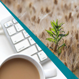 Bildmontage med en åker med ogräs och ett tangentbord och en kaffekopp. Foto.