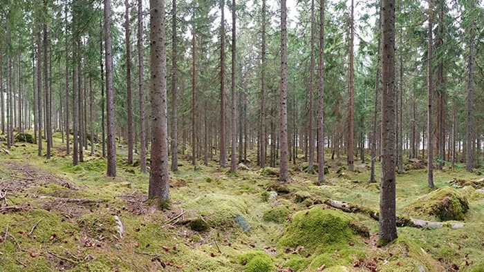 Spruce forest with mossy ground. Photo. 