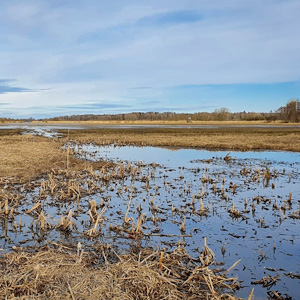 Ett fält med gult gräs och vatten. Foto.