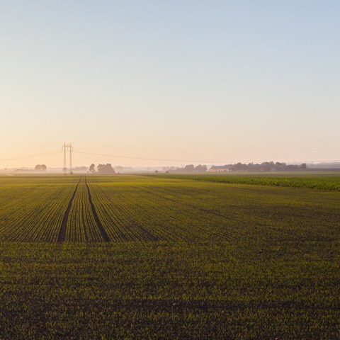 åker i solsken
