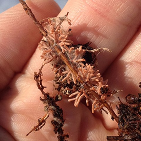Svampen mykorrhiza på en kvist i en hand.