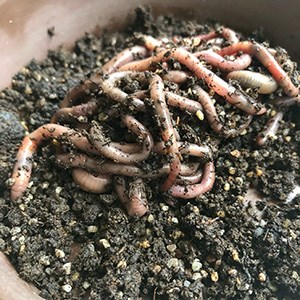 earth worms in soil