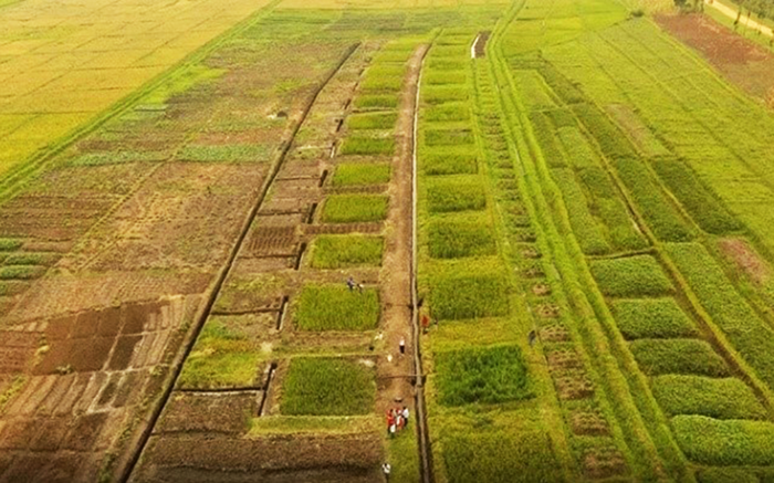 Drone photo over rice fields.