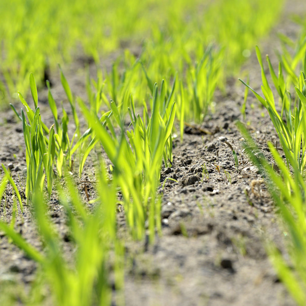 jordbruksmark i närbild.
