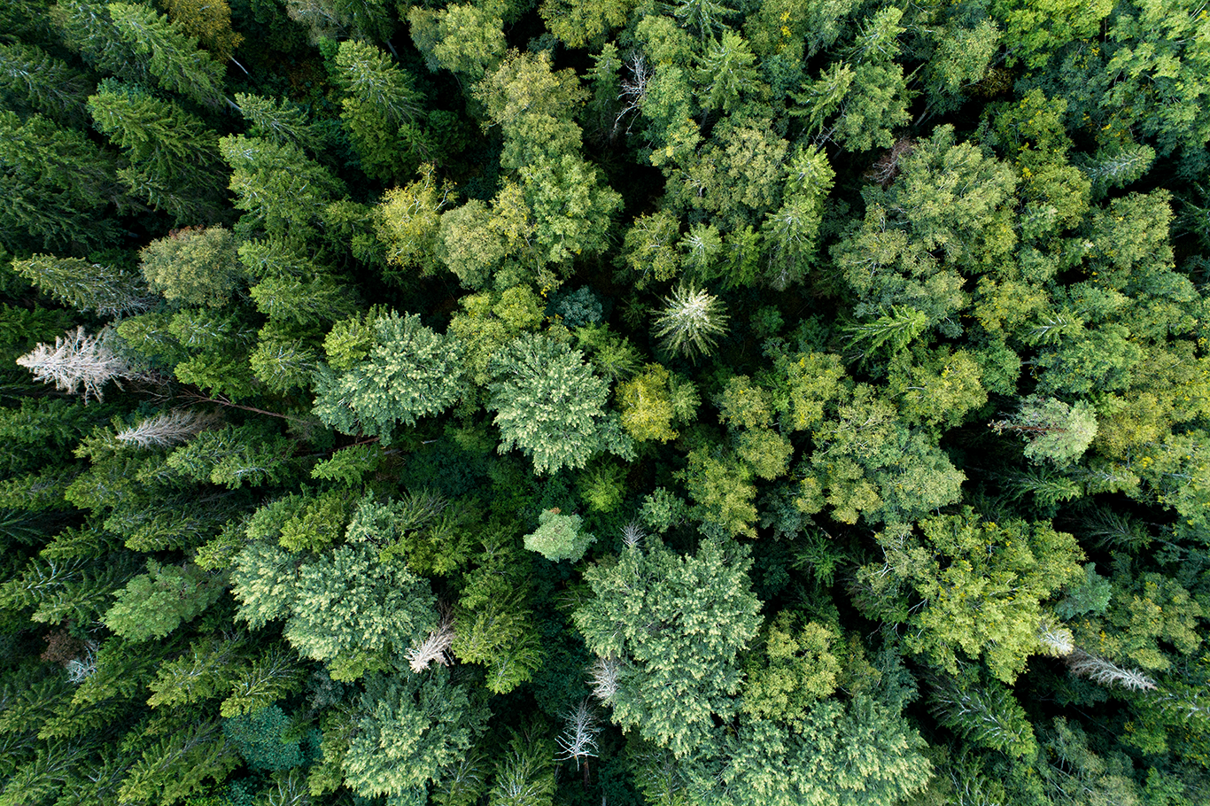 Drönarfoto av barrskog. 