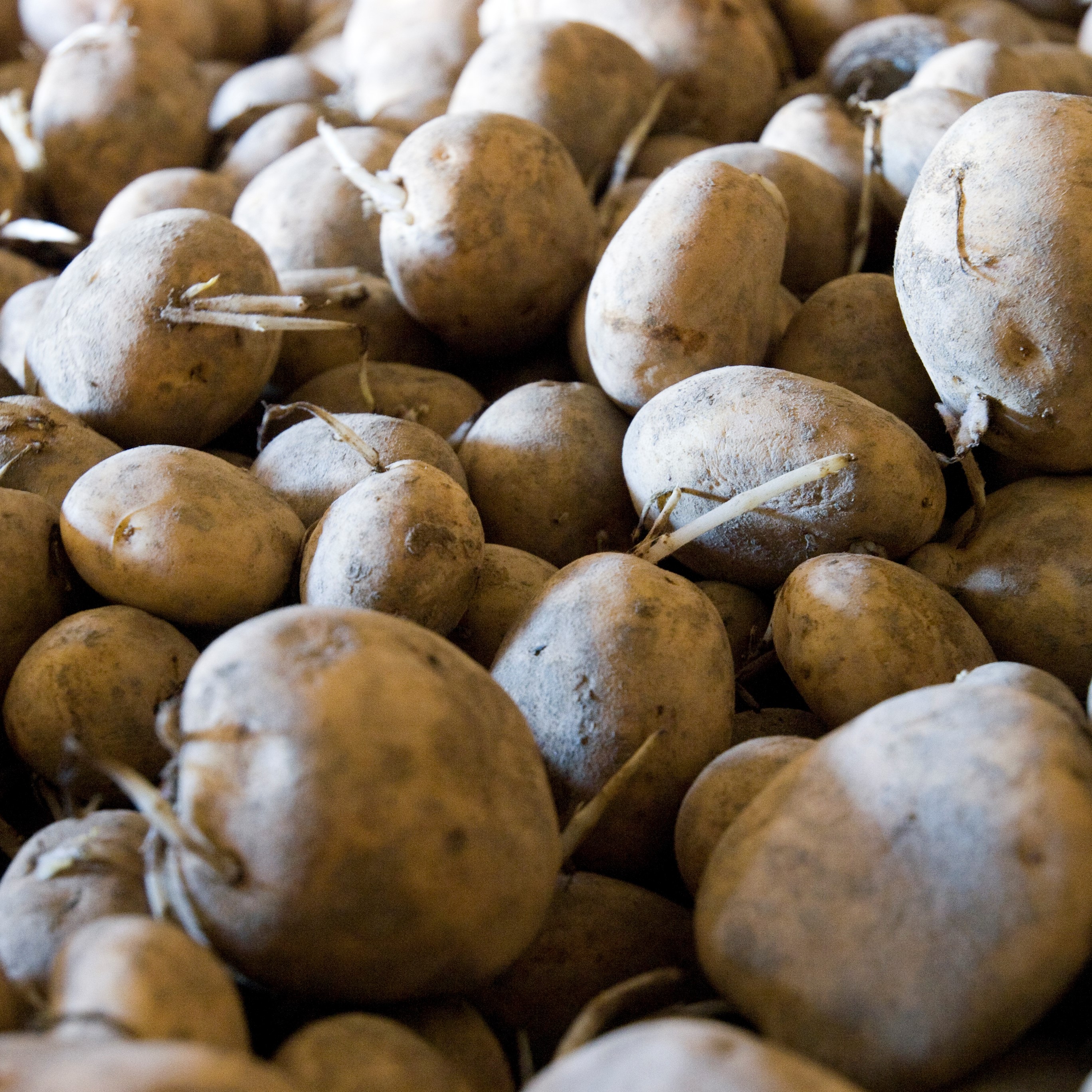 potatisar i närbild