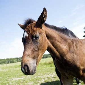 En häst utomhus, foto.