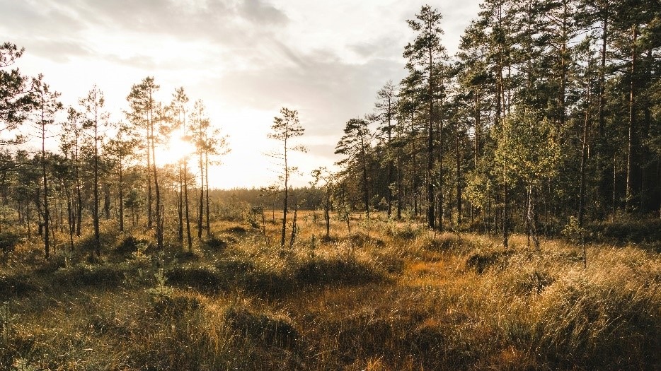 Photo of Färnebofjärden National Park
