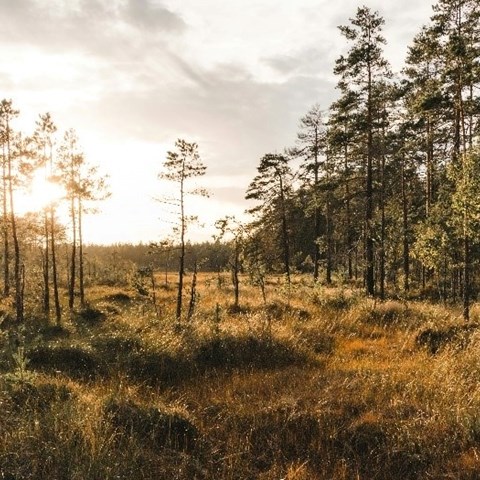 Foto av Färnebofjärden Naturreservat
