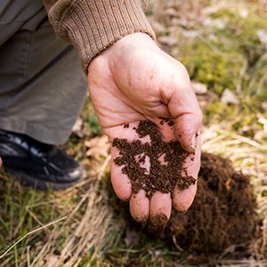 soil in a hand.