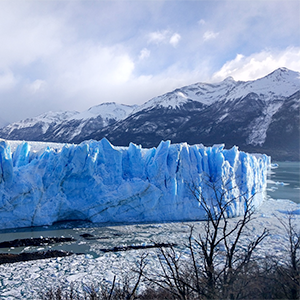 Berg och en glaciär, i förgrunden träd utan grenar. Foto.