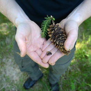 Two hands are holding a spruce cone. Photo.