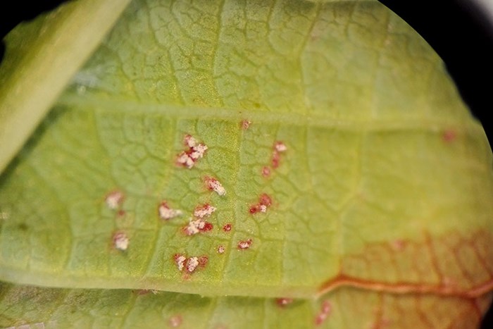 Small brown formations on a green leaf surface. Photo.