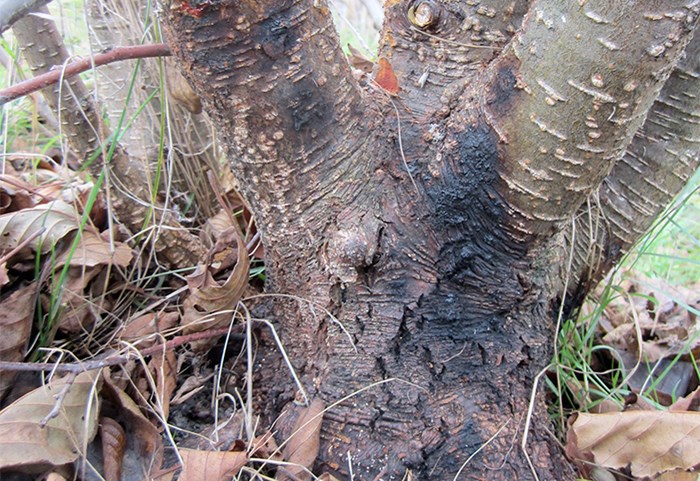 A tree trunk with big black areas, photo.