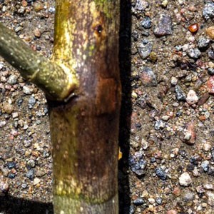 A brown area on a grey twig. Photo.