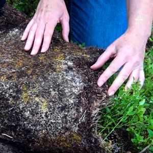 Två händer lyfter på mossa där svamptrådar syns, foto.