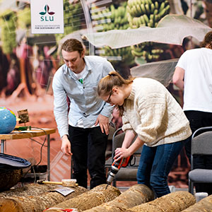 En tjej borrar i en stock inomhus, foto.