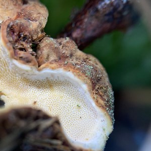 Close-up of a fungus. Photo.