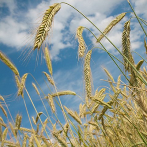 Ears of wheat against a blue sky. Photo.