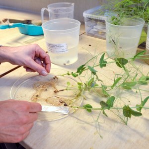 Green plants where the roots lie in water in a round dish. Photo.