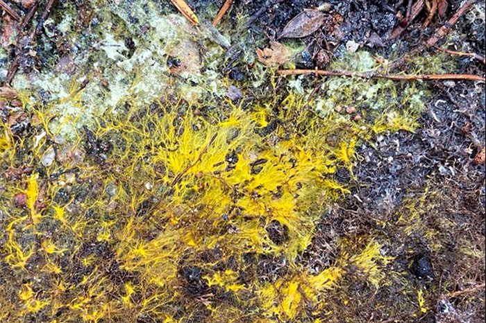 Yellow cords on forest soil. Photo.