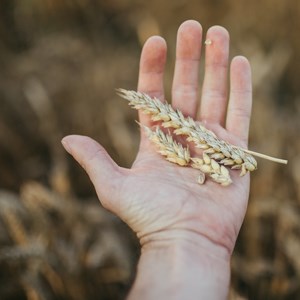 En hand håller i ett par veteax över ett vetefält. Foto.
