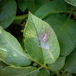 Ett grönt blad med en brun fläck på. Foto.