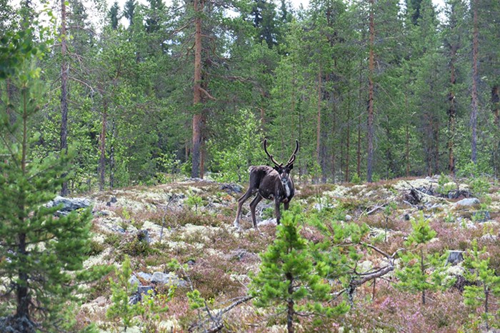 A reindeer in forest land. Photo.