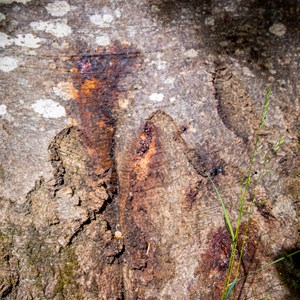 Blödande sår på en trädstam. Foto.
