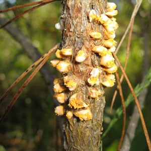 Yellow growths on a pine trunk. Photo.