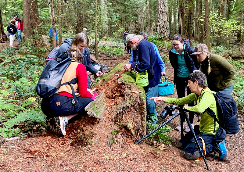 En grupp människor vid en stubbe i en skog. Foto.