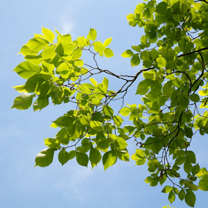 Almblad mot en blå himmel. Foto.