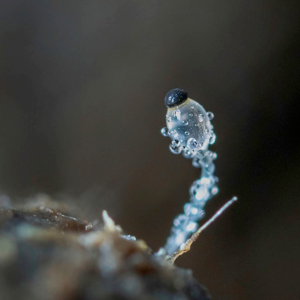 En liten genomskinlig svamp. Foto.