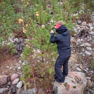 En kvinna vid en tall. Foto.