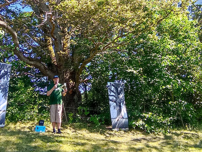 En person som står i ett gräsfält under ett träd. Foto.