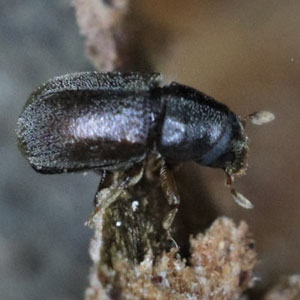 En skalbagge på ved. Foto.