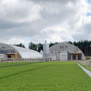 Greenhouses with pine seedlings in front. Photo.