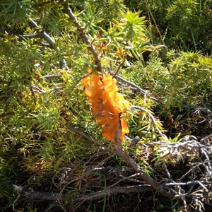 En gul geleliknande svamp på barrträd. Foto.