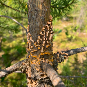 Orange formation on a pine tree. Photo.